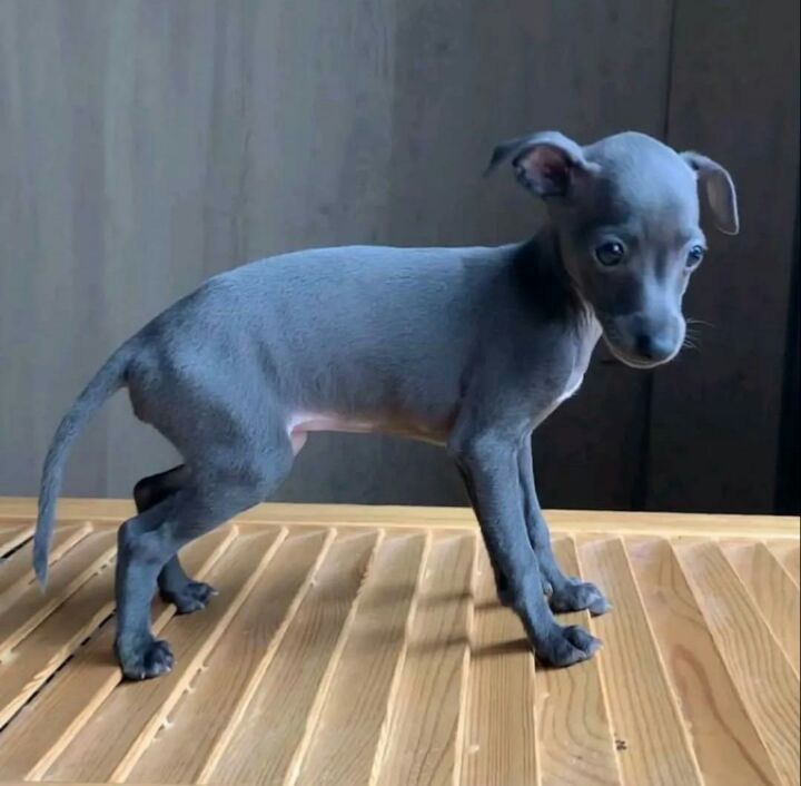 Elegant Blue Italian Greyhound Puppy – Grace, Charm & Companionship.