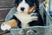 Bernese Mountain Dog Puppies