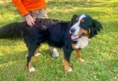Bernese Mountain Dog Puppies