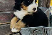 Bernese Mountain Dog Puppies