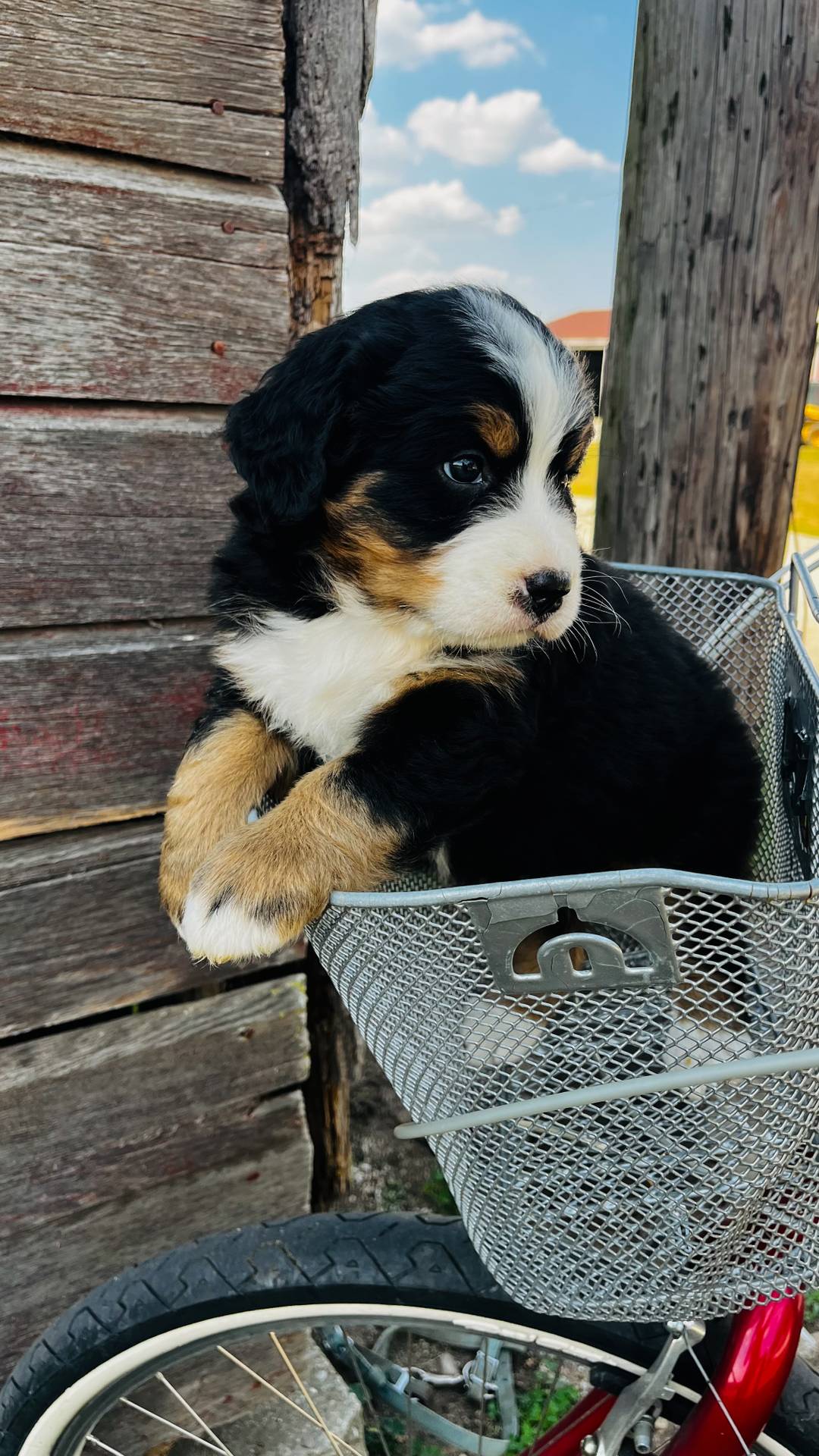 Bernese Mountain Dog Puppies