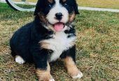 Bernese Mountain Dog Puppies