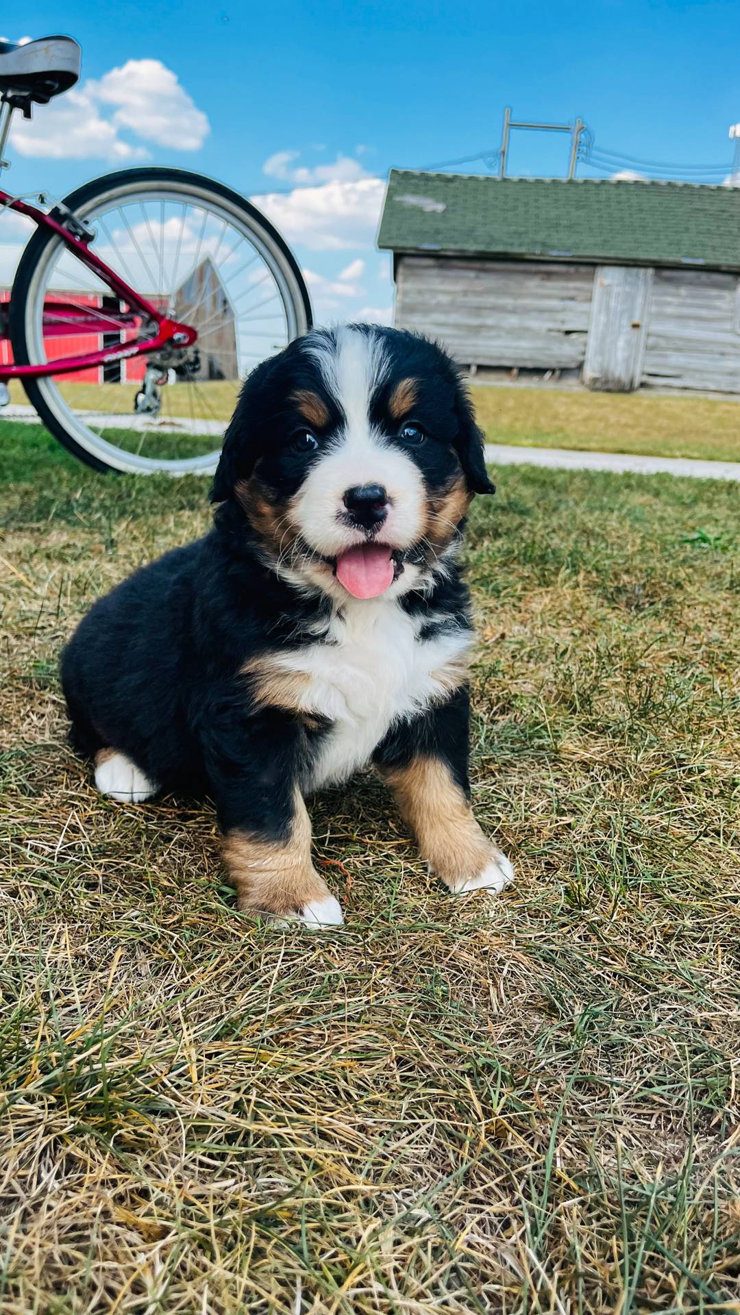 Bernese Mountain Dog Puppies