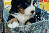 Bernese Mountain Dog Puppies