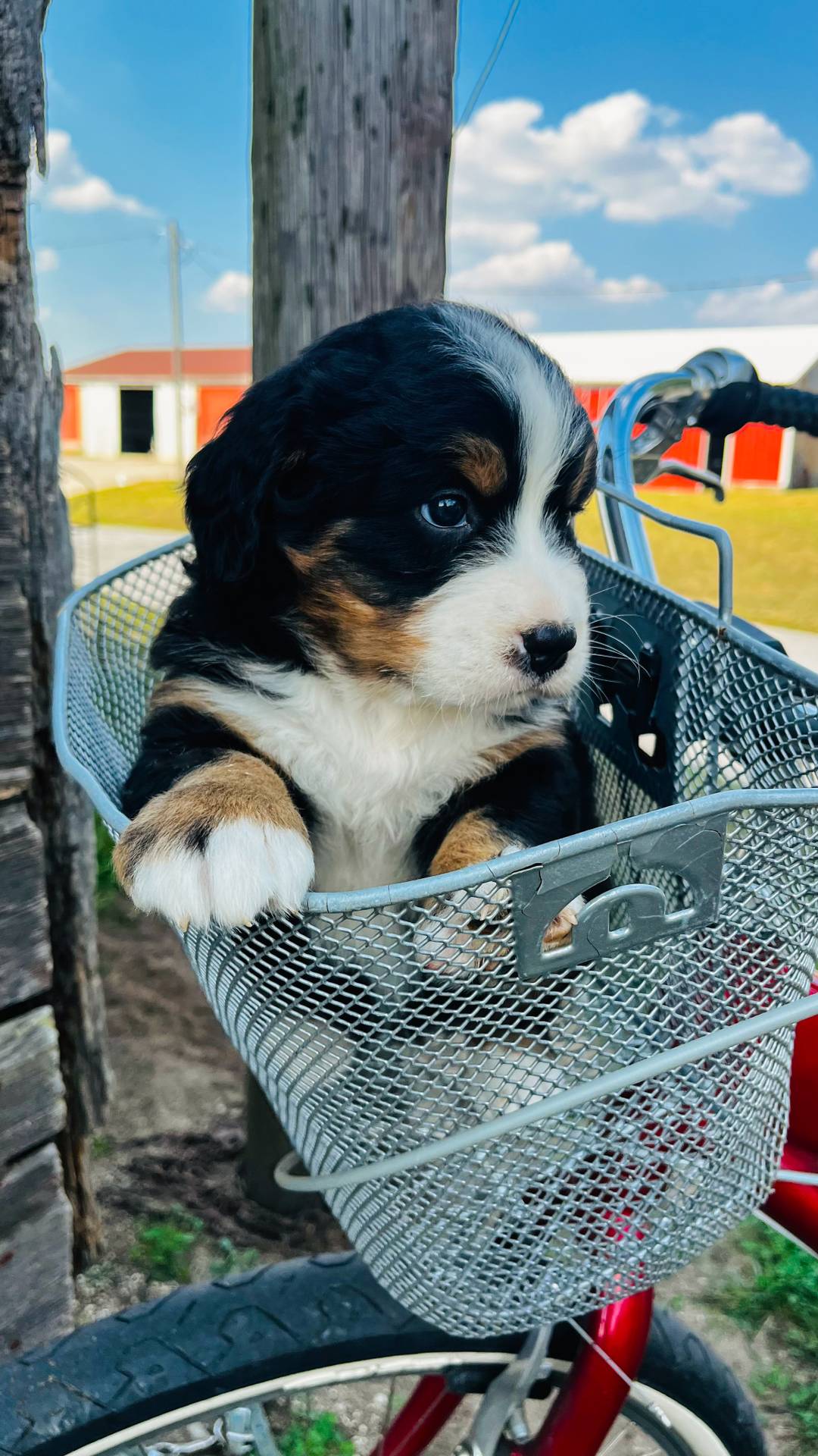 Bernese Mountain Dog Puppies