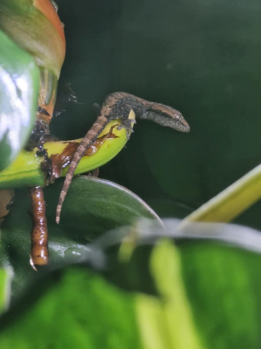 Mourning gecko hatchlings.