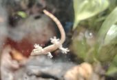 Mourning gecko hatchlings.