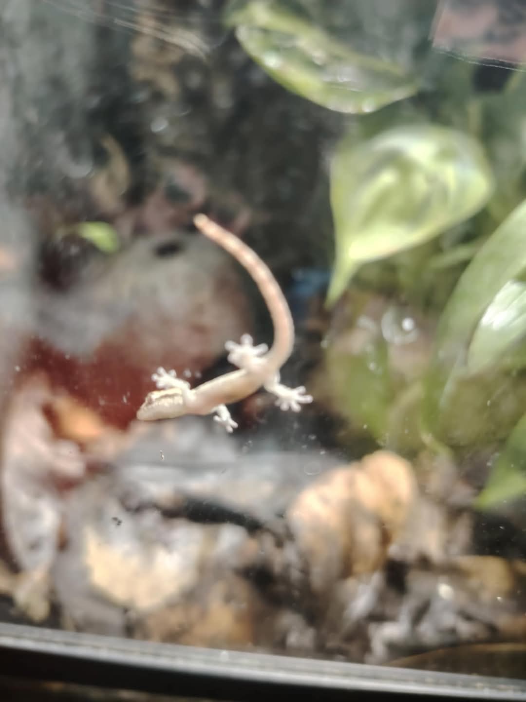 Mourning gecko hatchlings.