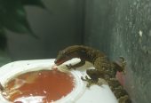 Mourning gecko hatchlings.