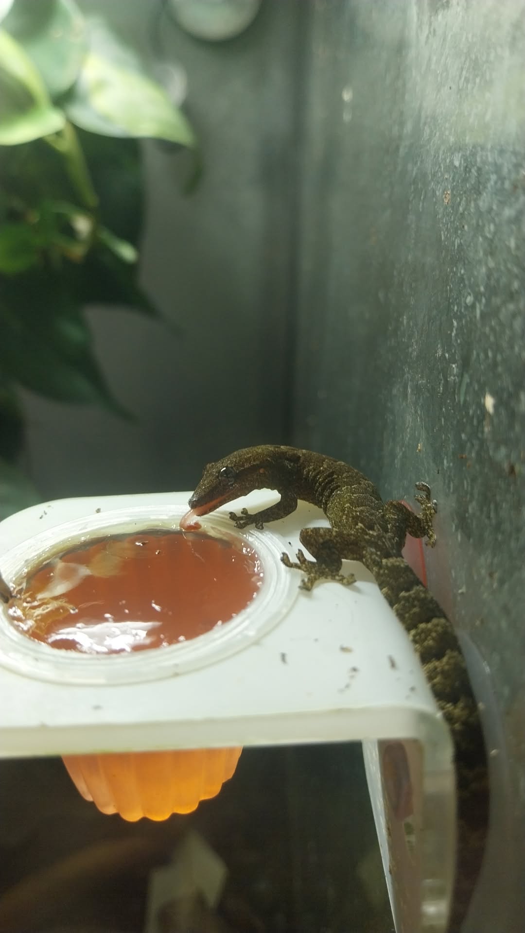 Mourning gecko hatchlings.