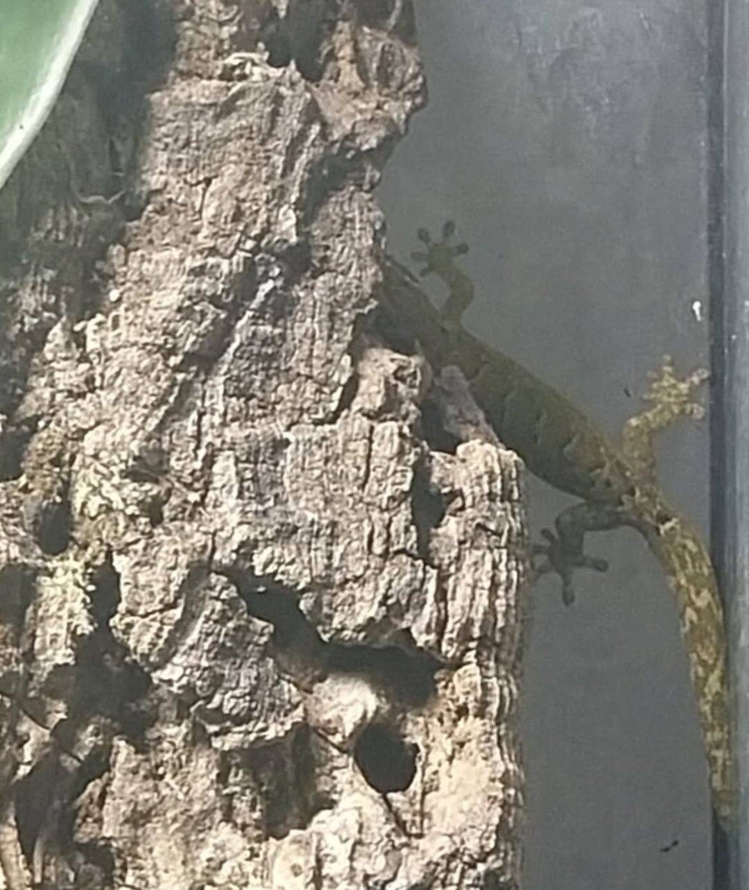 Mourning gecko hatchlings.