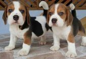 Happy & Healthy Beagle Puppies for Sale – Friendly, Curious, and Full of Love! 🐶