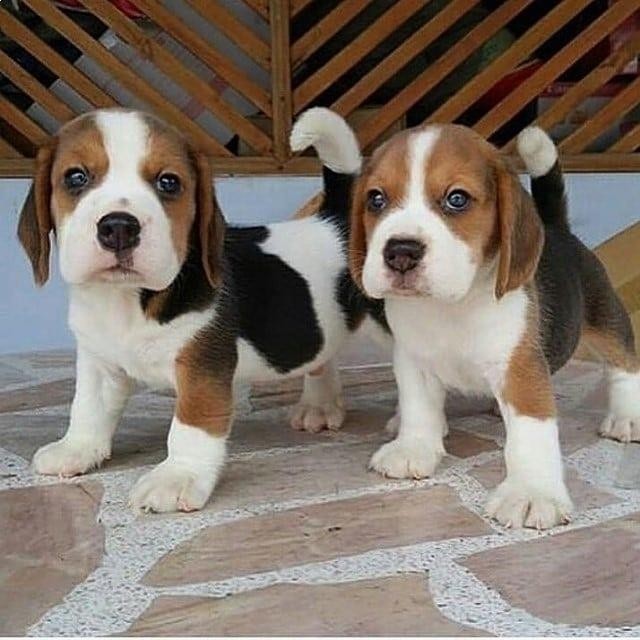 Happy & Healthy Beagle Puppies for Sale – Friendly, Curious, and Full of Love! 🐶