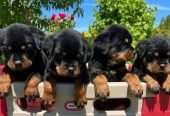 Healthy Rottweiler Puppies for sale.