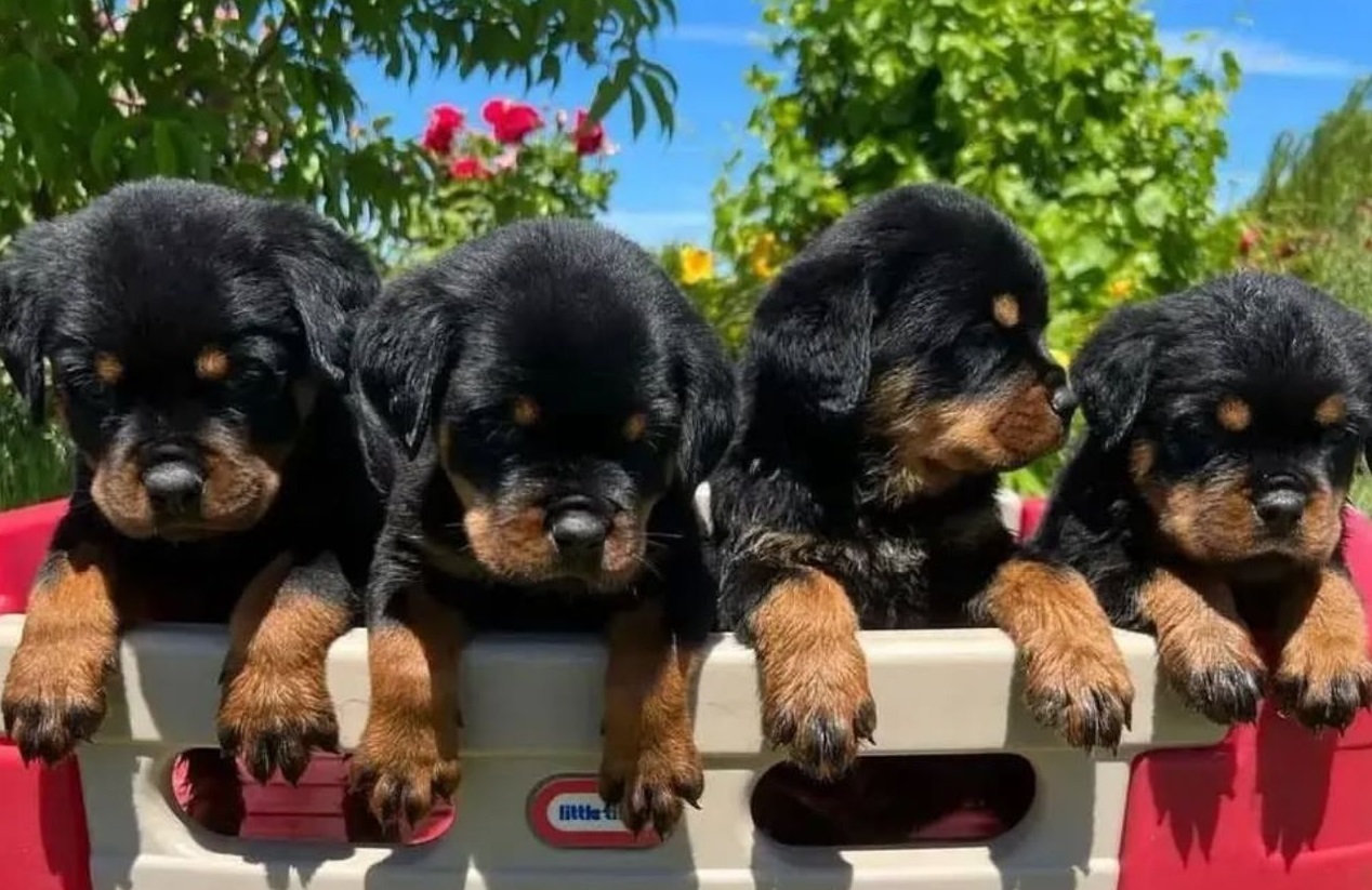 Healthy Rottweiler Puppies for sale.