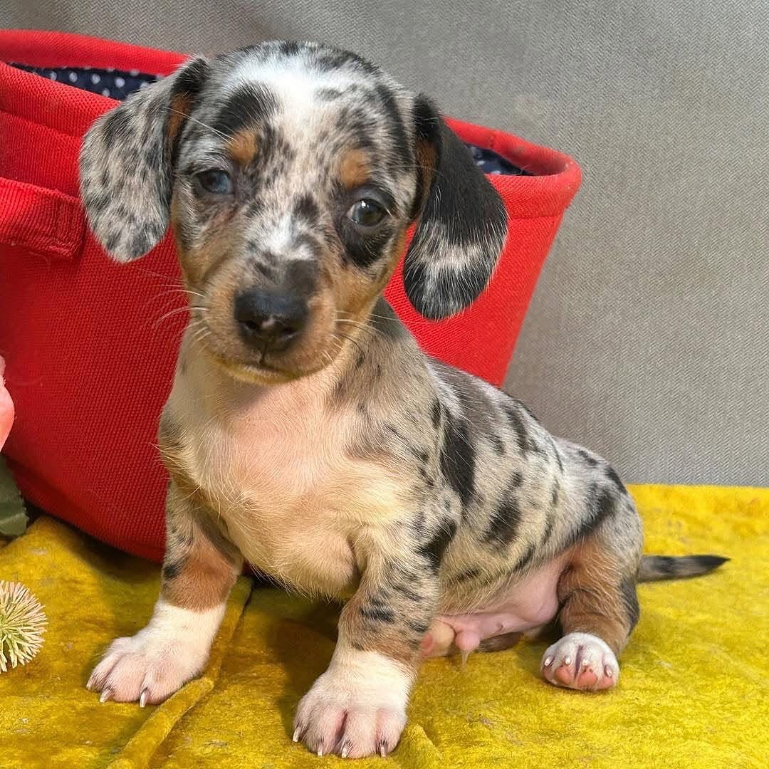 Sweet healthy Dachshunds puppies