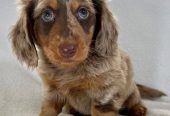 Sweet healthy Dachshunds puppies