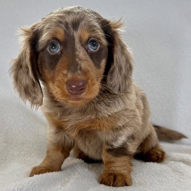Sweet healthy Dachshunds puppies