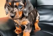 Sweet healthy Dachshunds puppies