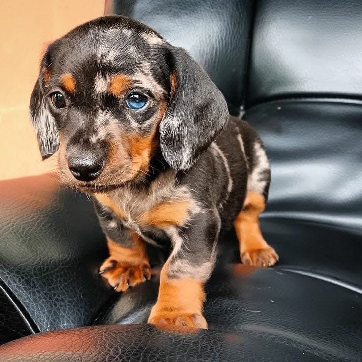Sweet healthy Dachshunds puppies