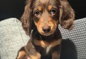 Sweet healthy Dachshunds puppies