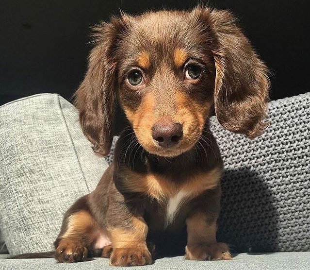 Sweet healthy Dachshunds puppies