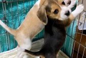 Happy & Healthy Beagle Puppies for Sale – Friendly, Curious, and Full of Love! 🐶