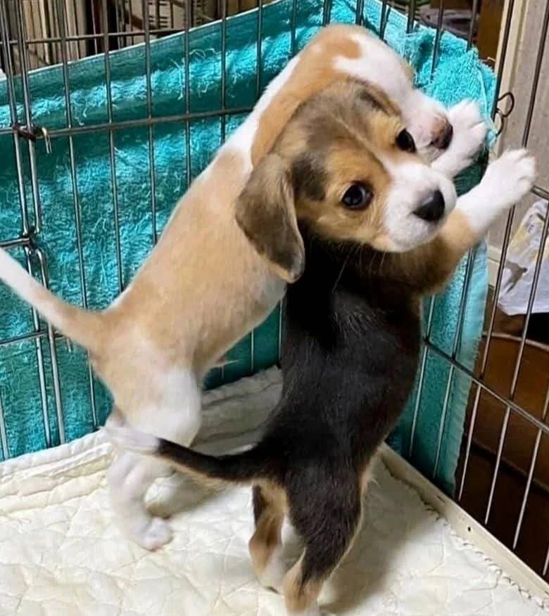 Happy & Healthy Beagle Puppies for Sale – Friendly, Curious, and Full of Love! 🐶