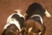 Happy & Healthy Beagle Puppies for Sale – Friendly, Curious, and Full of Love! 🐶