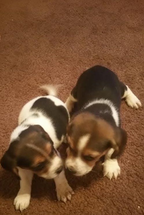 Happy & Healthy Beagle Puppies for Sale – Friendly, Curious, and Full of Love! 🐶