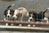 Happy & Healthy Beagle Puppies for Sale – Friendly, Curious, and Full of Love! 🐶