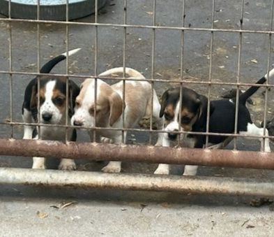 Happy & Healthy Beagle Puppies for Sale – Friendly, Curious, and Full of Love! 🐶