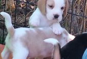 Happy & Healthy Beagle Puppies for Sale – Friendly, Curious, and Full of Love! 🐶