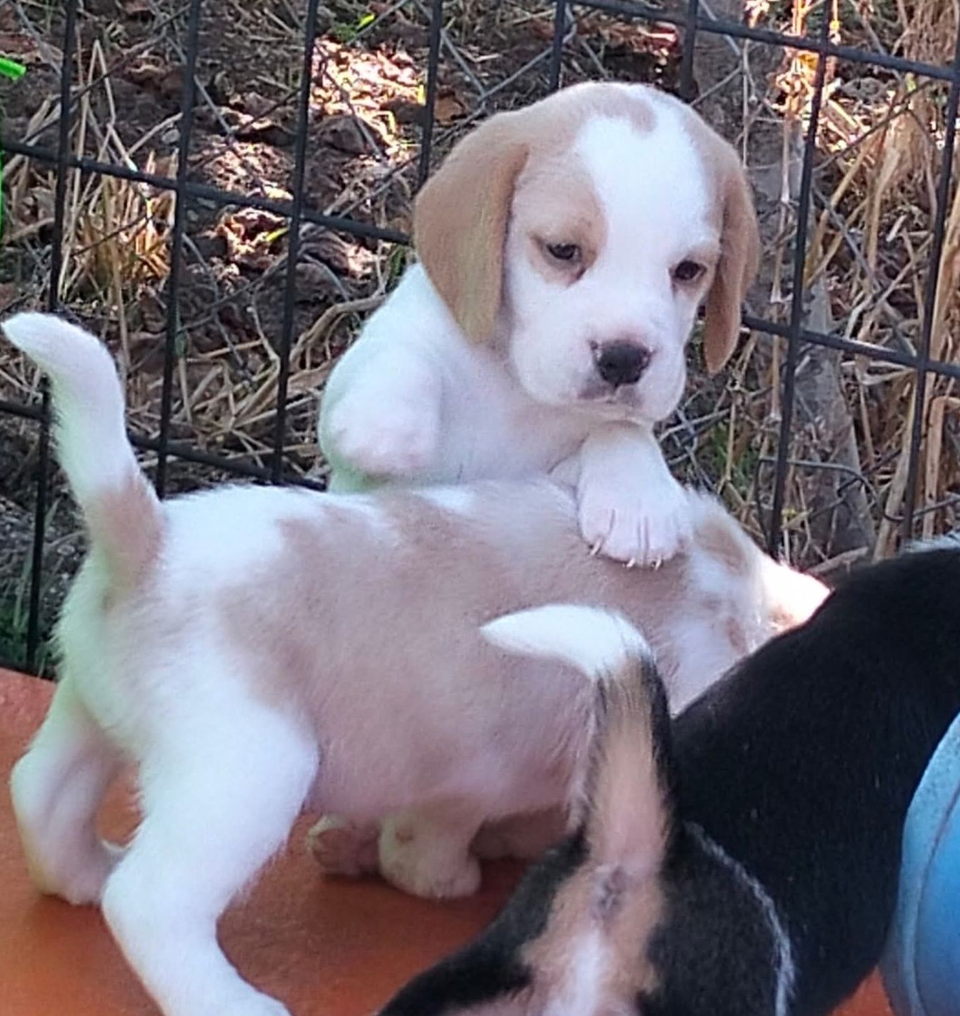 Happy & Healthy Beagle Puppies for Sale – Friendly, Curious, and Full of Love! 🐶