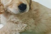 Outstanding Golden Retriever puppies available to go into pet loving families