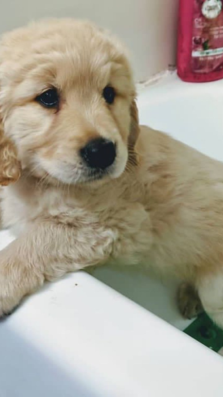 Outstanding Golden Retriever puppies available to go into pet loving families