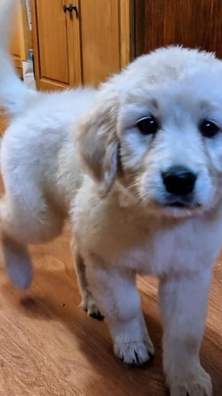Outstanding Golden Retriever puppies available to go into pet loving families