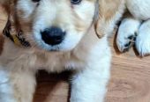 Outstanding Golden Retriever puppies available to go into pet loving families