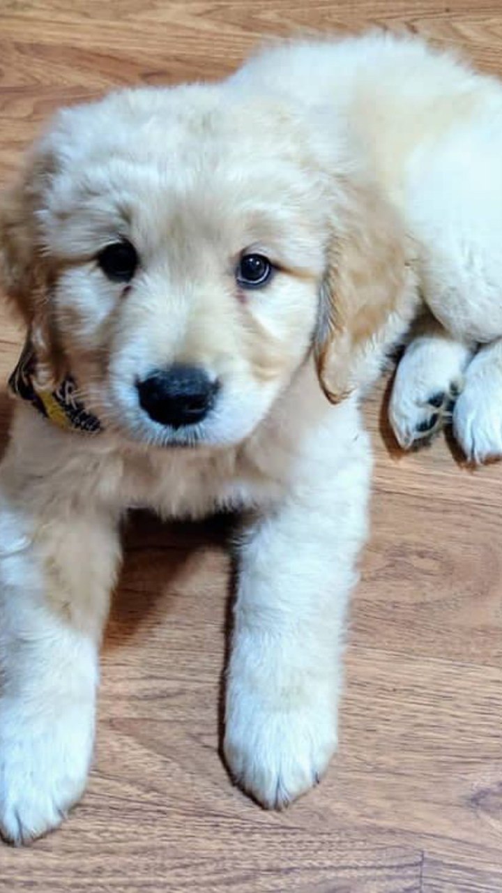 Outstanding Golden Retriever puppies available to go into pet loving families