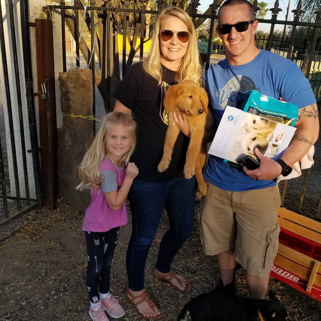 Outstanding Golden Retriever puppies available to go into pet loving families