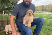 Outstanding Golden Retriever puppies available to go into pet loving families
