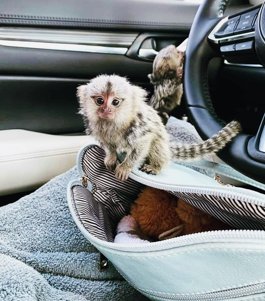 Pygmy marmoset monkeys available