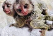 Pygmy marmoset monkeys available