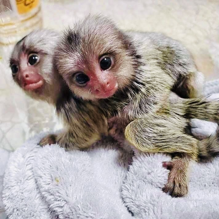 Pygmy marmoset monkeys available