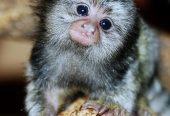 Pygmy marmoset monkeys available