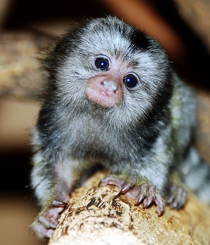 Pygmy marmoset monkeys available
