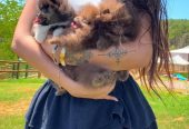 Adorable Pomeranian Puppies for Sale – Tiny, Fluffy, and Full of Personality! 🐾