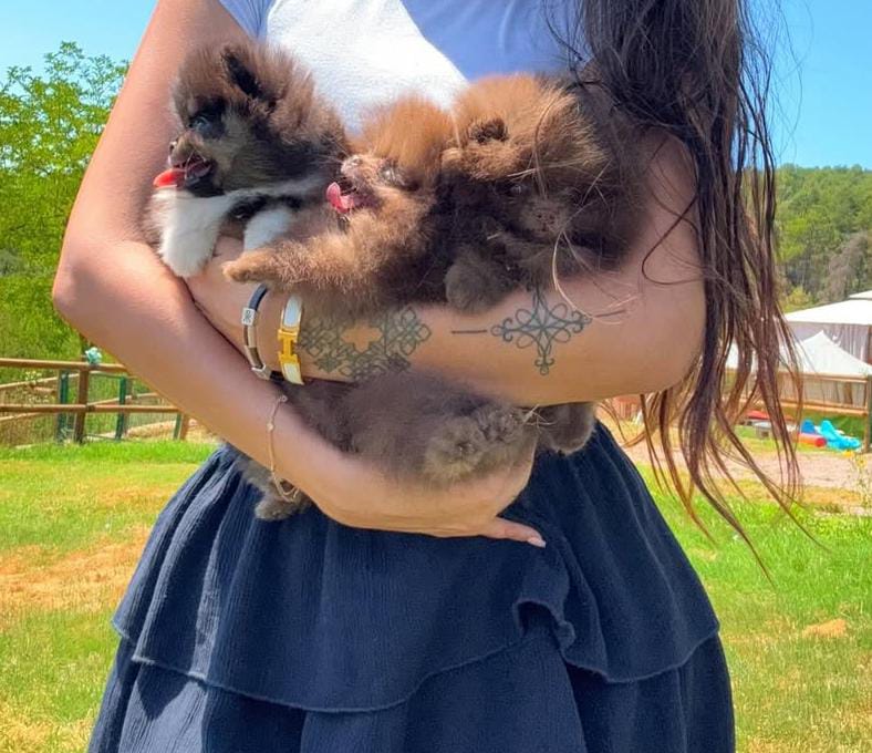 Adorable Pomeranian Puppies for Sale – Tiny, Fluffy, and Full of Personality! 🐾