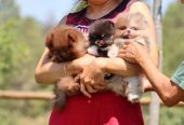 Adorable Pomeranian Puppies for Sale – Tiny, Fluffy, and Full of Personality! 🐾