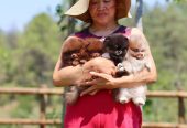 Adorable Pomeranian Puppies for Sale – Tiny, Fluffy, and Full of Personality! 🐾